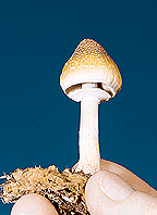 Psilocybe cubensis-9.gif